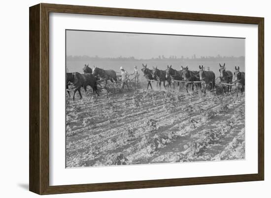 Cultivating Cotton-Dorothea Lange-Framed Art Print