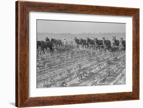 Cultivating Cotton-Dorothea Lange-Framed Art Print