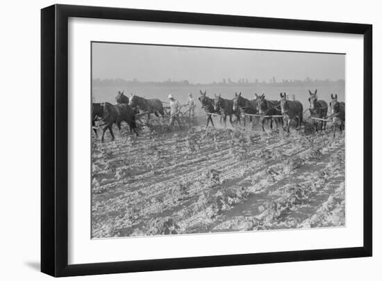 Cultivating Cotton-Dorothea Lange-Framed Art Print