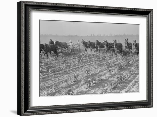 Cultivating Cotton-Dorothea Lange-Framed Art Print