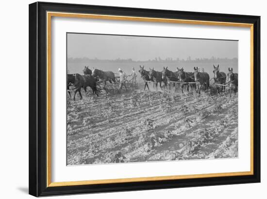 Cultivating Cotton-Dorothea Lange-Framed Art Print