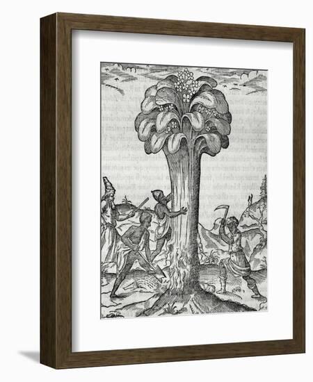 Cultivation of Rhubarb, Engraving by Andre Thevet-null-Framed Giclee Print