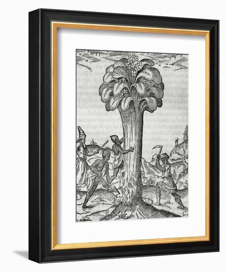 Cultivation of Rhubarb, Engraving by Andre Thevet-null-Framed Giclee Print