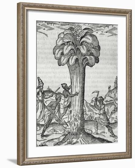 Cultivation of Rhubarb, Engraving by Andre Thevet-null-Framed Giclee Print