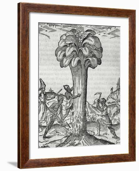 Cultivation of Rhubarb, Engraving by Andre Thevet-null-Framed Giclee Print