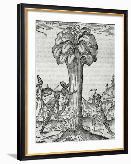 Cultivation of Rhubarb, Engraving by Andre Thevet-null-Framed Giclee Print