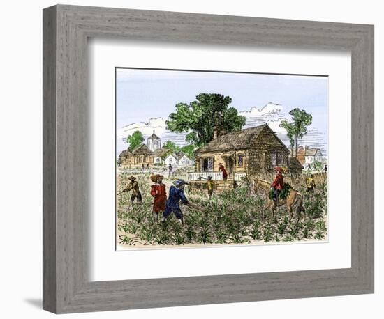 Cultivation of Tobacco in Colonial Virginia-null-Framed Giclee Print