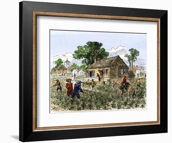 Cultivation of Tobacco in Colonial Virginia-null-Framed Giclee Print