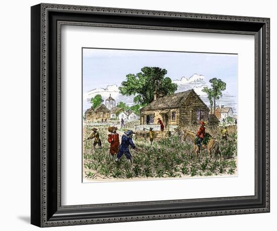 Cultivation of Tobacco in Colonial Virginia-null-Framed Giclee Print