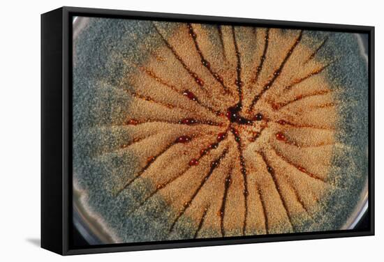 Culture of Aspergillus Nidulans Fungus-Geoff Tompkinson-Framed Premier Image Canvas