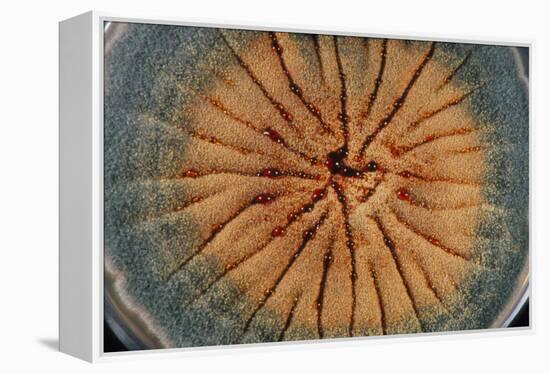 Culture of Aspergillus Nidulans Fungus-Geoff Tompkinson-Framed Premier Image Canvas