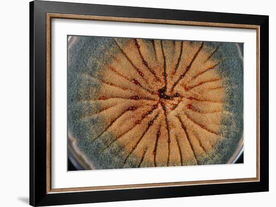 Culture of Aspergillus Nidulans Fungus-Geoff Tompkinson-Framed Photographic Print