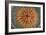 Culture of Aspergillus Nidulans Fungus-Geoff Tompkinson-Framed Photographic Print