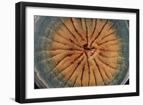 Culture of Aspergillus Nidulans Fungus-Geoff Tompkinson-Framed Photographic Print