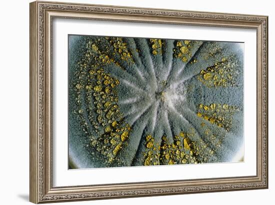 Culture of Penicillium Chrysogenum Fungus-Geoff Tompkinson-Framed Photographic Print