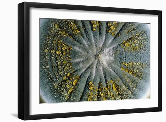 Culture of Penicillium Chrysogenum Fungus-Geoff Tompkinson-Framed Photographic Print