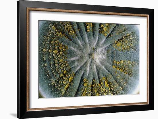 Culture of Penicillium Chrysogenum Fungus-Geoff Tompkinson-Framed Photographic Print