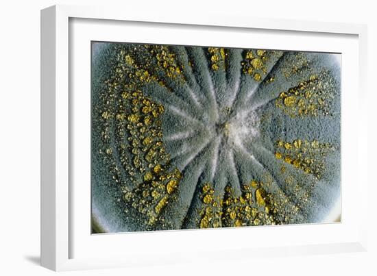 Culture of Penicillium Chrysogenum Fungus-Geoff Tompkinson-Framed Photographic Print