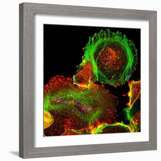 Cultured Cell, Light Micrograph-Science Photo Library-Framed Premium Photographic Print