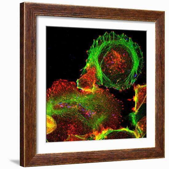 Cultured Cell, Light Micrograph-Science Photo Library-Framed Premium Photographic Print