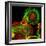 Cultured Cell, Light Micrograph-Science Photo Library-Framed Premium Photographic Print