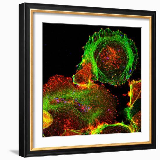 Cultured Cell, Light Micrograph-Science Photo Library-Framed Premium Photographic Print