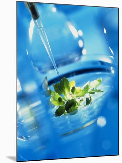 Culturing Genetically Engineered Plant Seedlings-Tek Image-Mounted Photographic Print