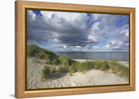 Cumulus Clouds over the Dunes of the Western Beach of Darss Peninsula-Uwe Steffens-Framed Premier Image Canvas