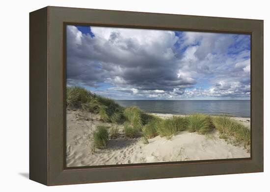 Cumulus Clouds over the Dunes of the Western Beach of Darss Peninsula-Uwe Steffens-Framed Premier Image Canvas