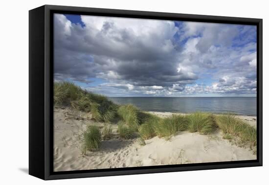 Cumulus Clouds over the Dunes of the Western Beach of Darss Peninsula-Uwe Steffens-Framed Premier Image Canvas