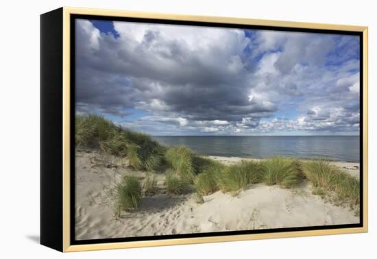 Cumulus Clouds over the Dunes of the Western Beach of Darss Peninsula-Uwe Steffens-Framed Premier Image Canvas