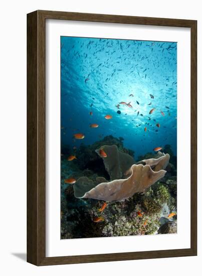 Cup Coral and Scalefin Anthias-null-Framed Photographic Print
