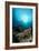 Cup Coral and Scalefin Anthias-null-Framed Photographic Print