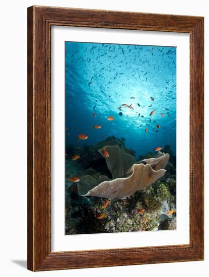 Cup Coral and Scalefin Anthias-null-Framed Photographic Print