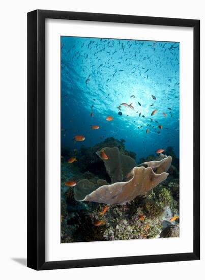 Cup Coral and Scalefin Anthias-null-Framed Photographic Print
