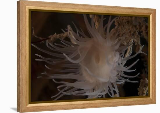 Cup Coral Polyps Hang under a Ledge on a Reef in Fiji-Stocktrek Images-Framed Premier Image Canvas