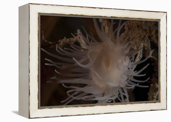 Cup Coral Polyps Hang under a Ledge on a Reef in Fiji-Stocktrek Images-Framed Premier Image Canvas