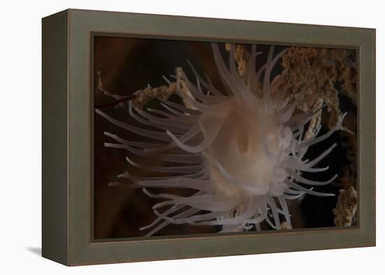 Cup Coral Polyps Hang under a Ledge on a Reef in Fiji-Stocktrek Images-Framed Premier Image Canvas