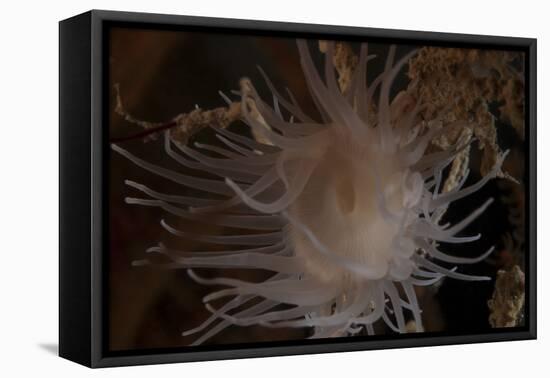 Cup Coral Polyps Hang under a Ledge on a Reef in Fiji-Stocktrek Images-Framed Premier Image Canvas