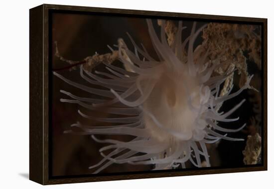 Cup Coral Polyps Hang under a Ledge on a Reef in Fiji-Stocktrek Images-Framed Premier Image Canvas