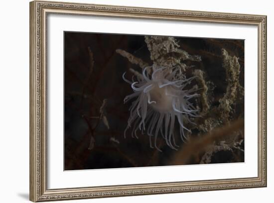 Cup Coral Polyps Hang under a Ledge on a Reef in Fiji-Stocktrek Images-Framed Photographic Print