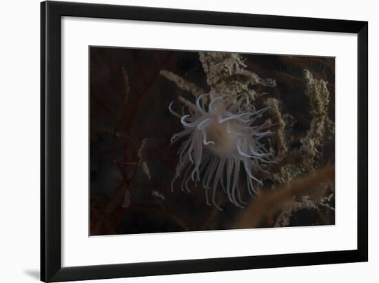 Cup Coral Polyps Hang under a Ledge on a Reef in Fiji-Stocktrek Images-Framed Photographic Print