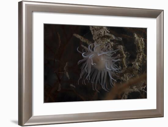 Cup Coral Polyps Hang under a Ledge on a Reef in Fiji-Stocktrek Images-Framed Photographic Print