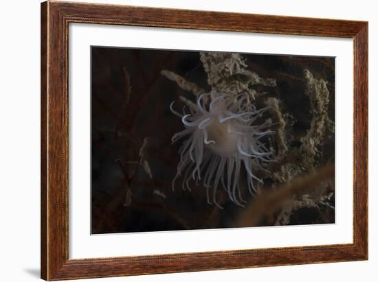 Cup Coral Polyps Hang under a Ledge on a Reef in Fiji-Stocktrek Images-Framed Photographic Print