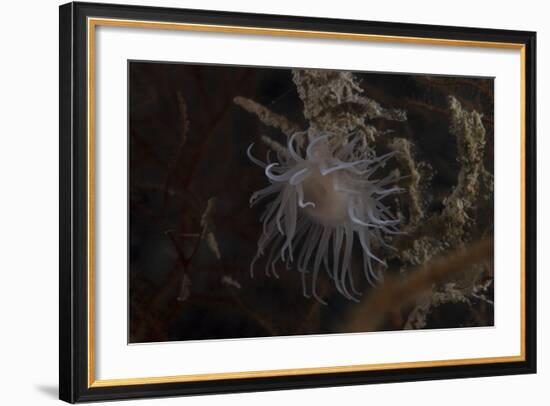 Cup Coral Polyps Hang under a Ledge on a Reef in Fiji-Stocktrek Images-Framed Photographic Print