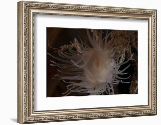 Cup Coral Polyps Hang under a Ledge on a Reef in Fiji-Stocktrek Images-Framed Photographic Print