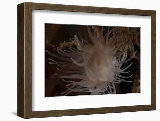 Cup Coral Polyps Hang under a Ledge on a Reef in Fiji-Stocktrek Images-Framed Photographic Print