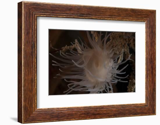 Cup Coral Polyps Hang under a Ledge on a Reef in Fiji-Stocktrek Images-Framed Photographic Print