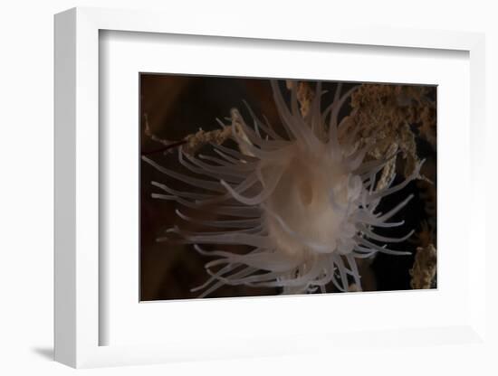 Cup Coral Polyps Hang under a Ledge on a Reef in Fiji-Stocktrek Images-Framed Photographic Print