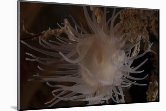 Cup Coral Polyps Hang under a Ledge on a Reef in Fiji-Stocktrek Images-Mounted Photographic Print